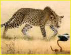 léopard dans la savane