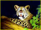 léopard sur une branche