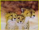 portrait de trois guépards