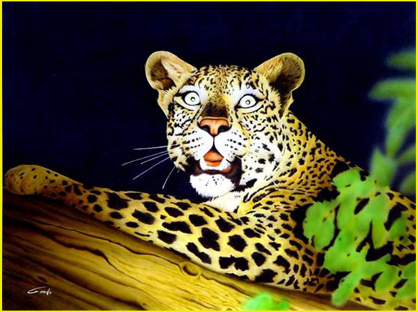 un leopard surprit dans la nuit